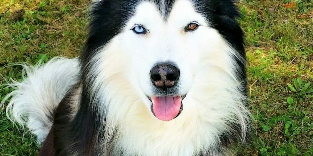 cute dog photo contest winner jaxx siberian husky november 2021