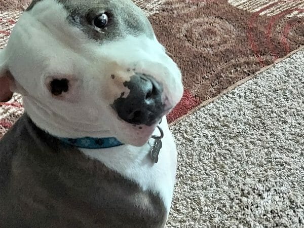 cute dog photo contest winner mayhem pitbull september 2021