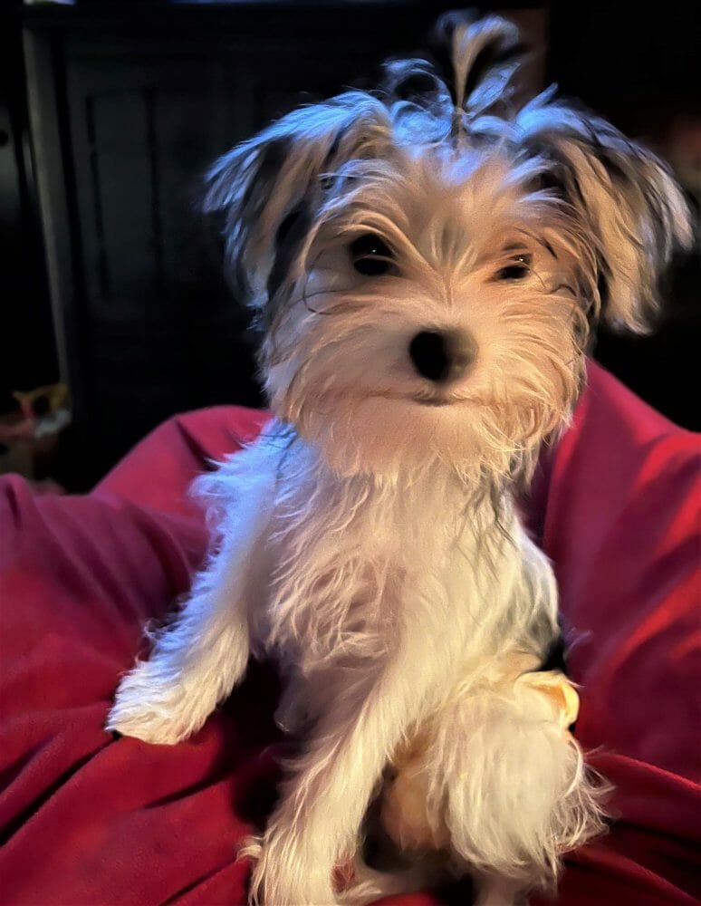 cute dog photo contest winner paisley yorkshire terrier jun 22