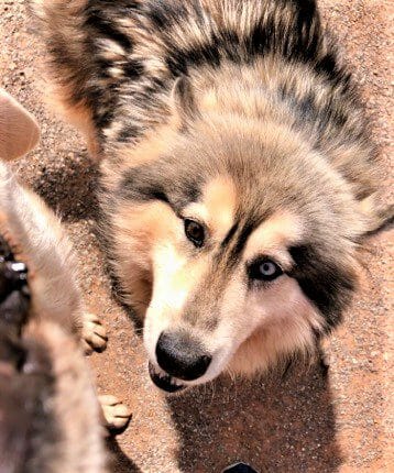 cute dog photo contest winner sully siberian husky mar 2022