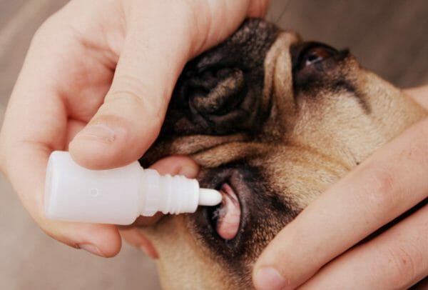 dog dry eye home remedy - keratoconjunctivitis sicca dog merck