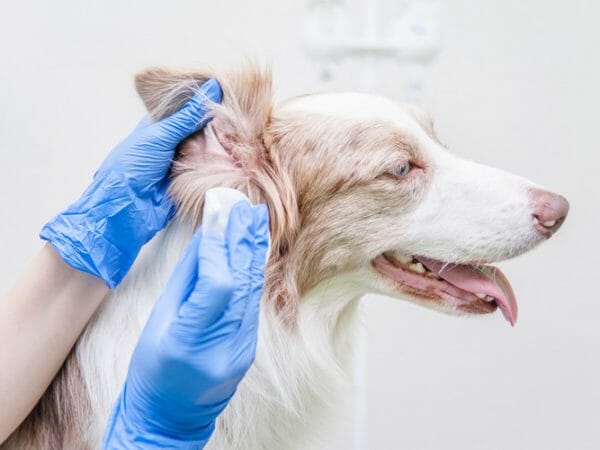 dog ear infection - dog ear infection medicine