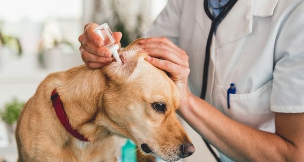 dog ear infection treatment - home remedies for dog ear infections