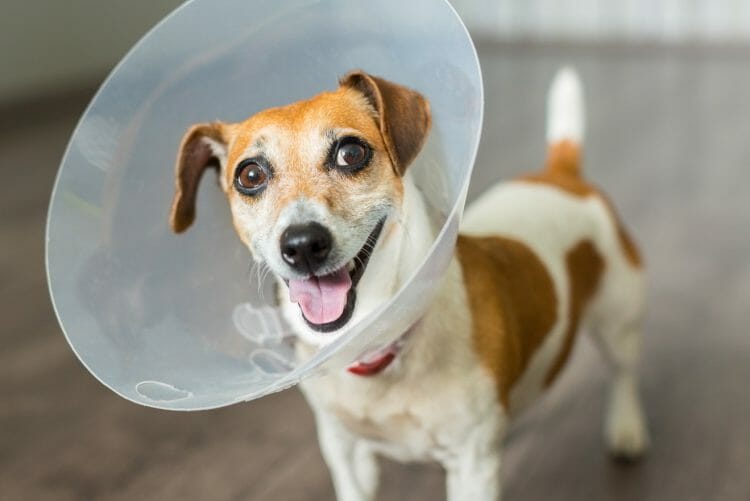 dog has scratched cornea - scratched cornea in dogs treatment