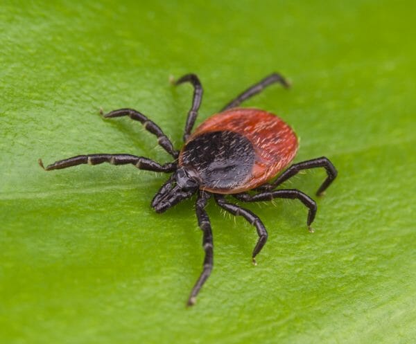 dog lyme disease - dog lyme disease life expectancy