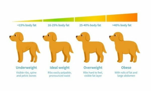 dog obesity chart - dog obesity scale