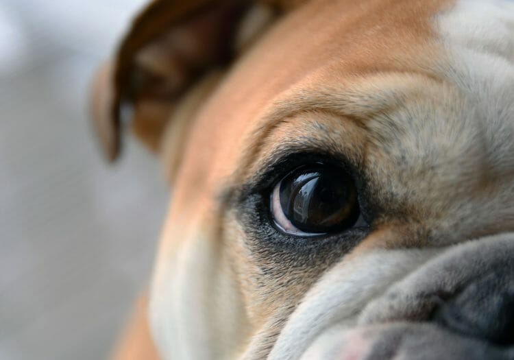 dog scratched cornea how long to heal - scratched cornea dog treatment