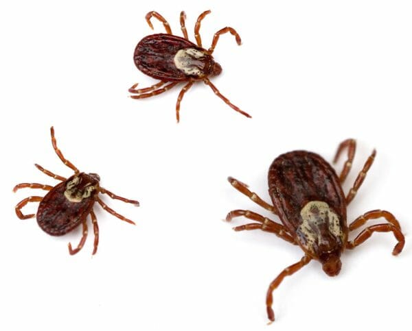 dog tick - tick prevention for dogs