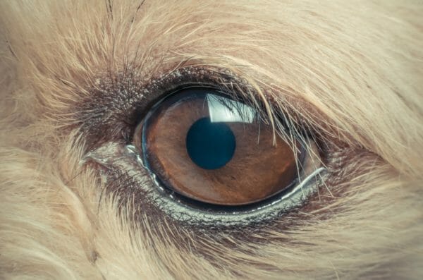 dry eye drops for dogs - keratoconjunctivitis sicca dog symptoms