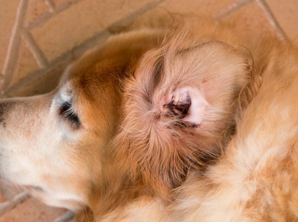 ear infection in dogs - how to treat dog ear infection without vet