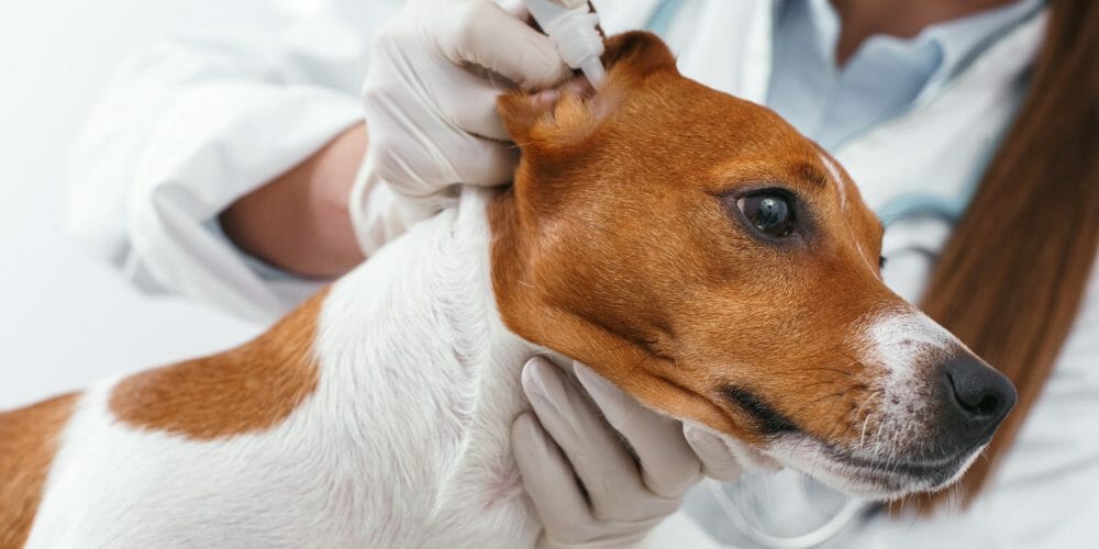 how to get rid of ear mites in dogs