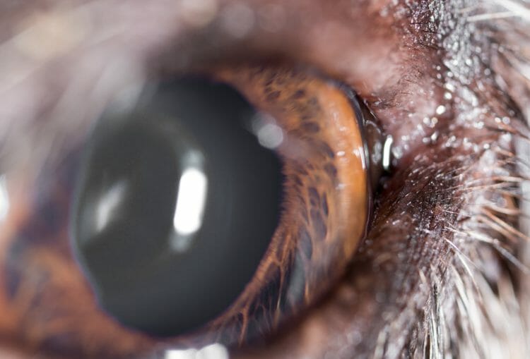 eyelid mass in dogs - dog eyelid mass meibomian gland adenoma