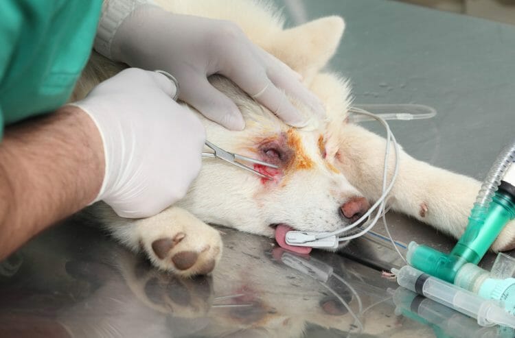 eyelid mass removal dog - dog eyelid mass differentials