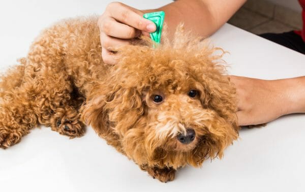 flea and tick prevention for dogs - tick medicine for dogs