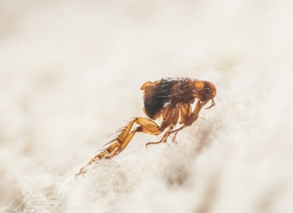 flea infestation house - flea infestation in carpet