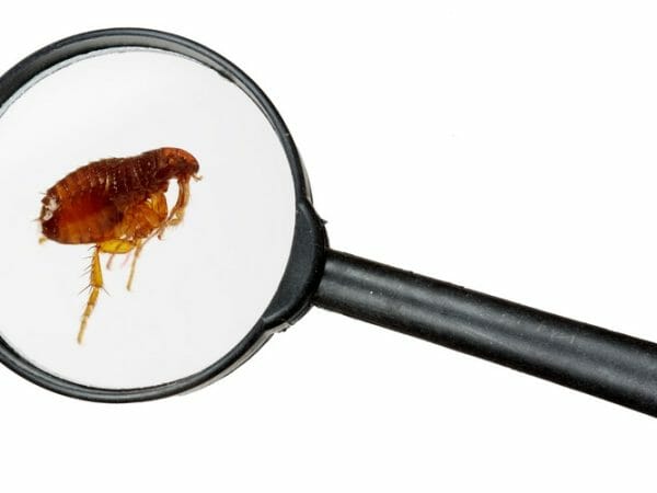 flea infestation - how many fleas on a dog is considered an infestation