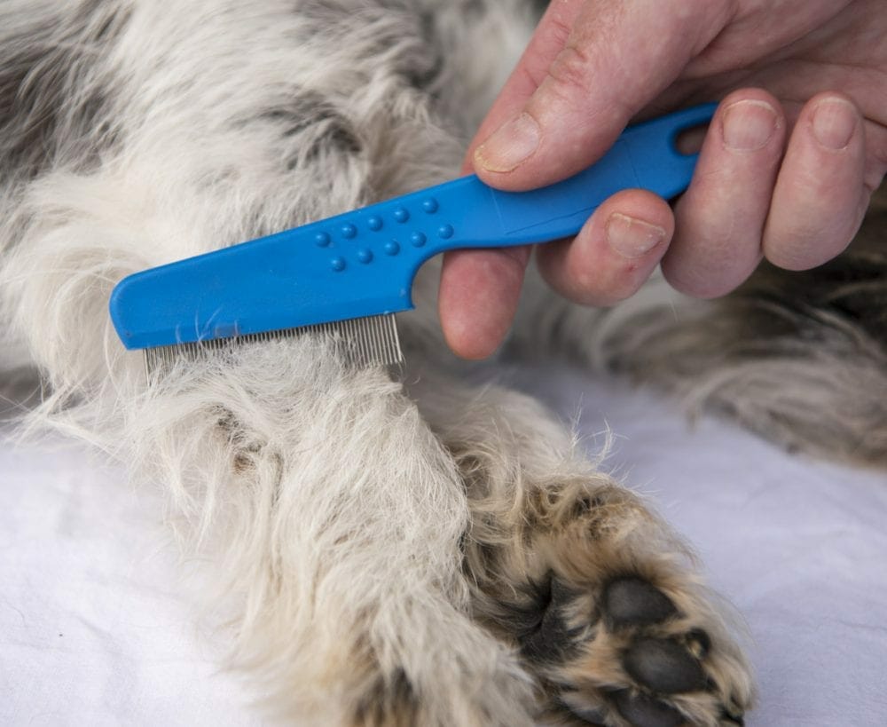 flea prevention for dogs - best flea treatment for dogs