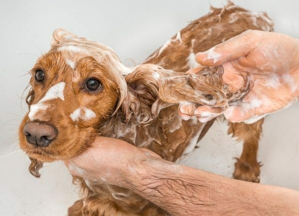 flea shampoo for dogs - dog flea treatment