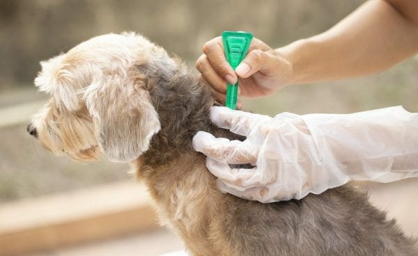 flea treatment for dogs - dog flea medicine