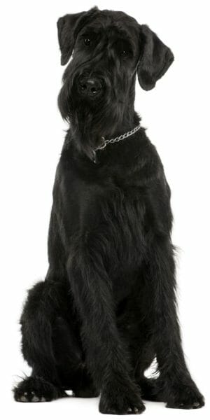 giant schnauzer - dogs that are hypoallergenic