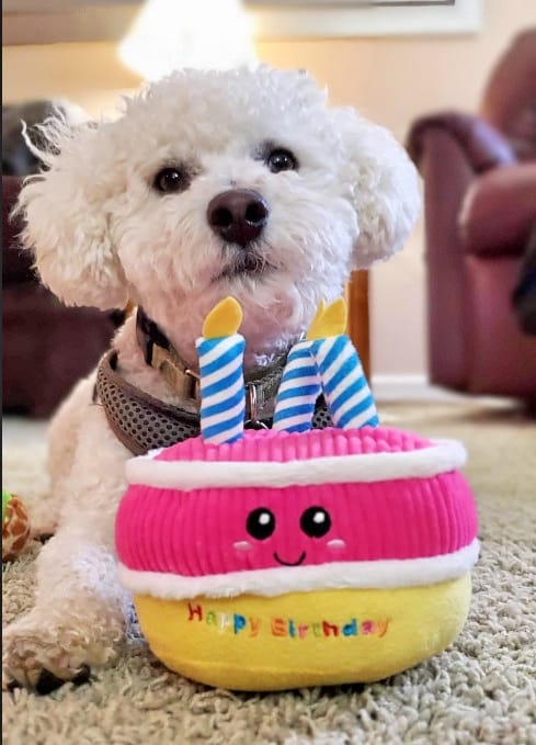 goodpooch cute dog contest winner marshmallow bichon frise september 2023