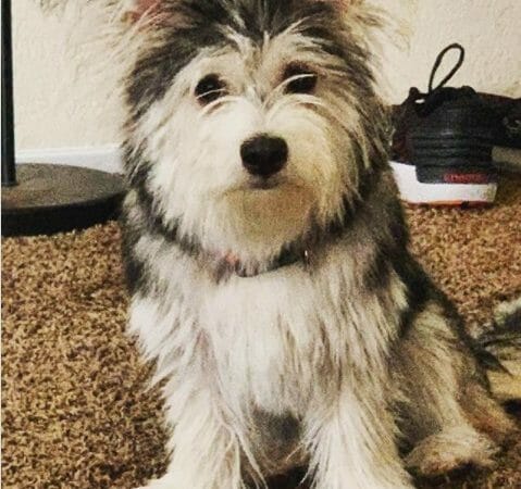 goodpooch female terrier bentley cute dog sep 2020