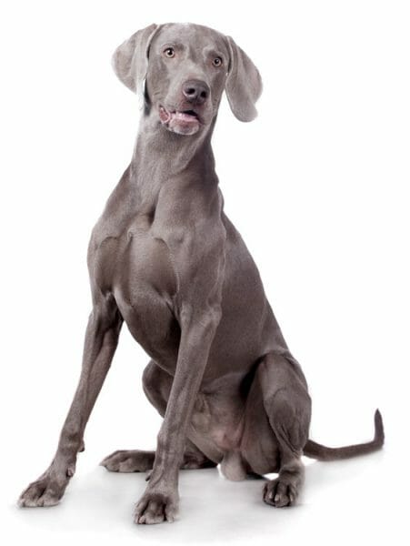 grey weimaraner - silver weimaraner