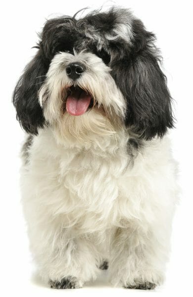 havanese - havanese dog