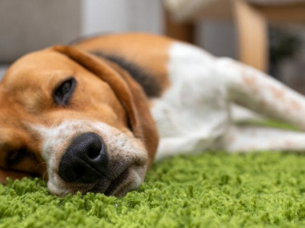 heartworm in dogs - heartworm symptoms in dogs