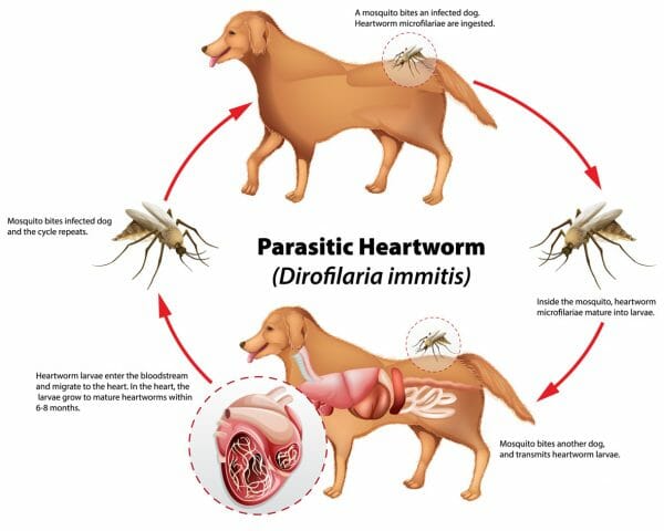 heartworm treatment for dogs - heartworms in dogs