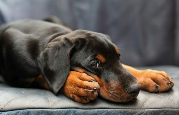 how do dogs get parvo - parvo symptoms in dogs - doberman