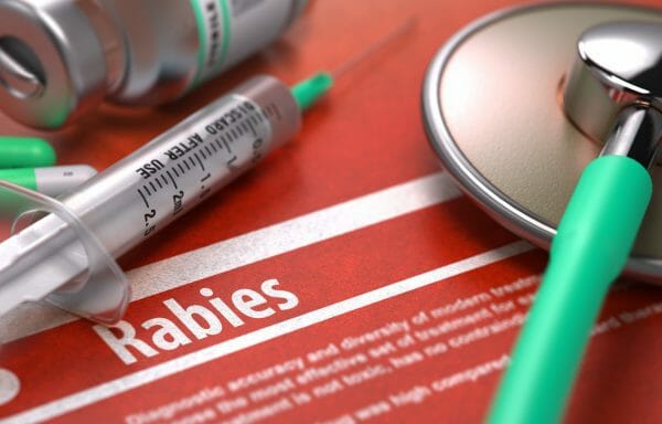 how often do dogs needs rabies shots - rabies in dogs