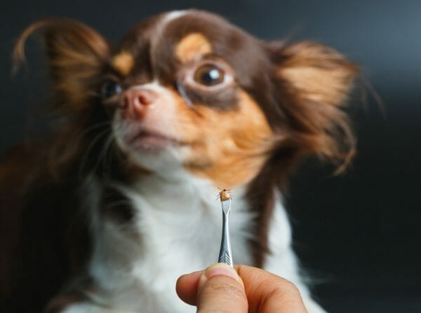 how to remove a tick from a dog - how to get a tick off a dog