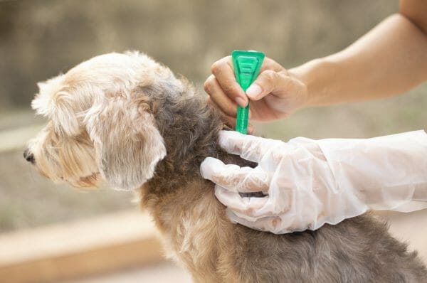 how to stop flea infestation - how to treat flea infestation