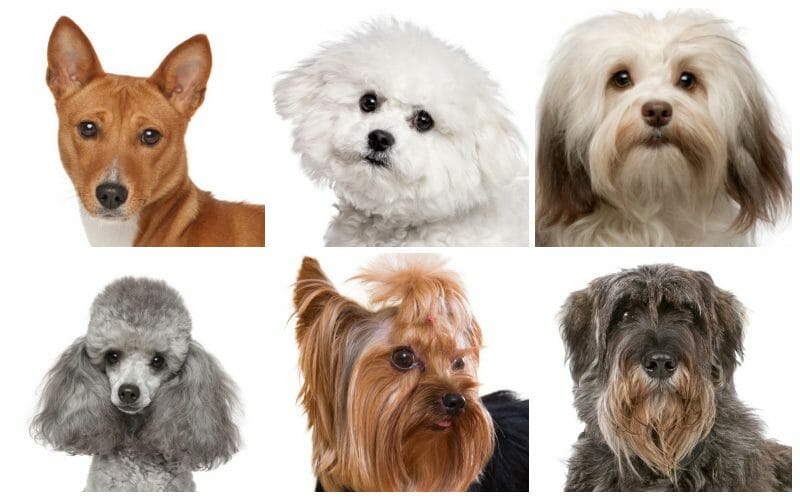 hypoallergenic dogs - hypoallergenic dogs breeds