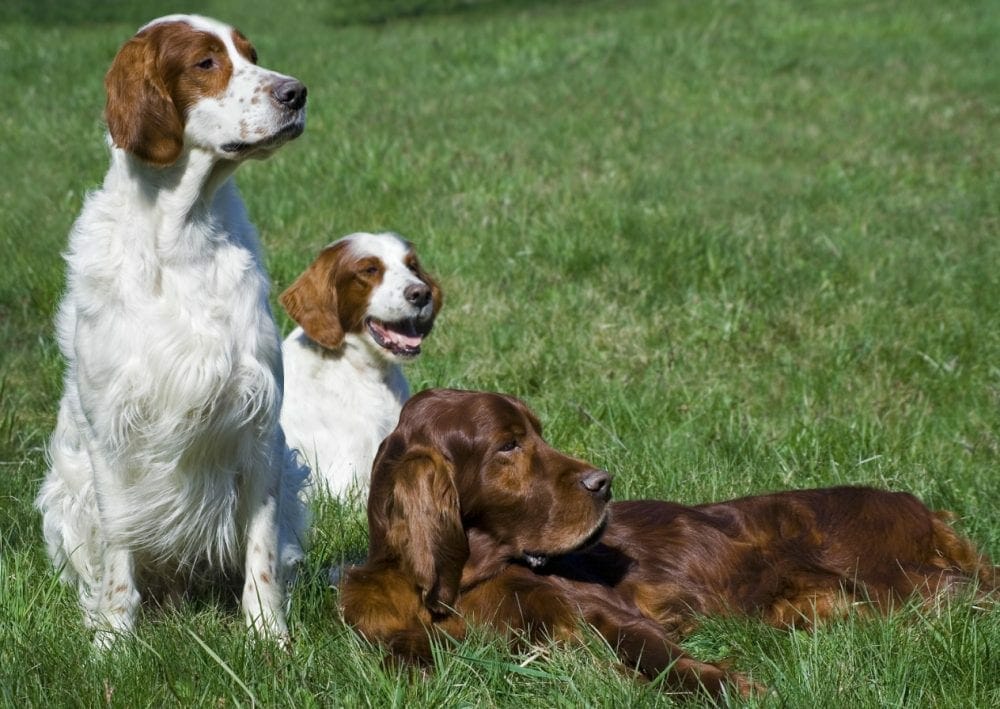 irish red and white setter - irish setter dogs