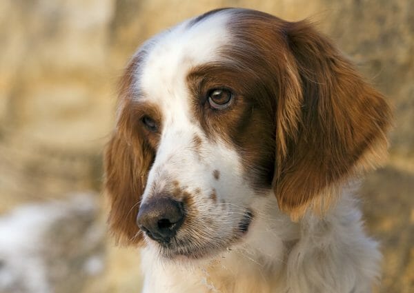 irish red and white setter price - irish red and white setter history