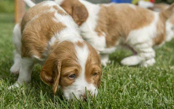 irish red and white setter puppies - irish red and white setter puppies