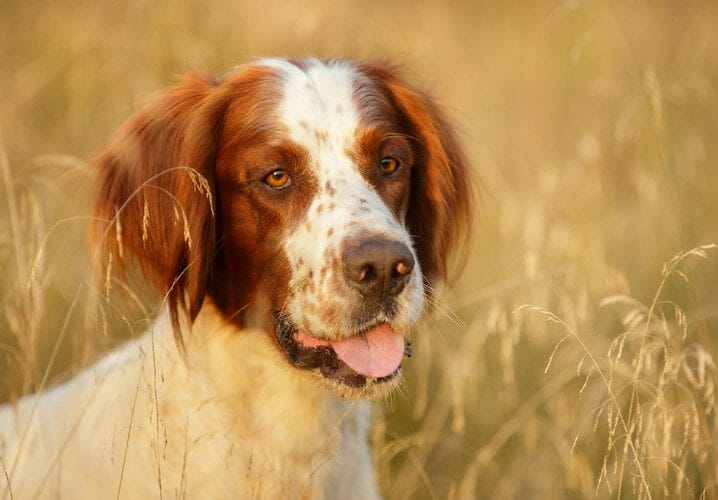 irish red and white setter - red and white irish setter