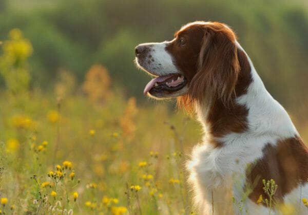 irish red and white setters - hunting irish red and white setters