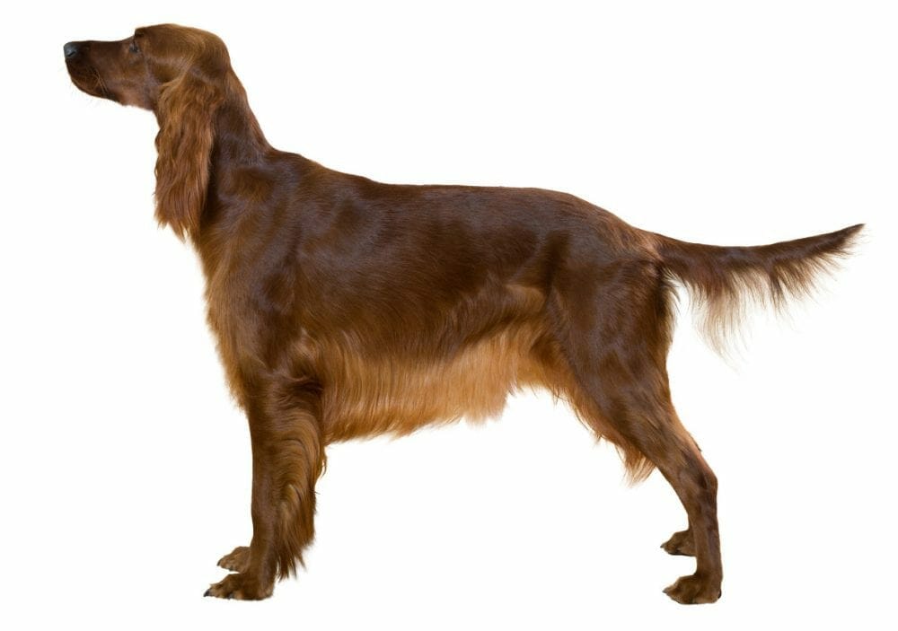 irish red setter - irish setter dog