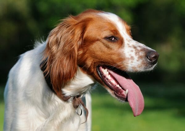 irish red white setter - irish red and white setter irish dog