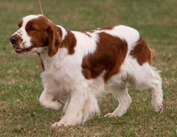 irish red & white setter - irish setter white and red