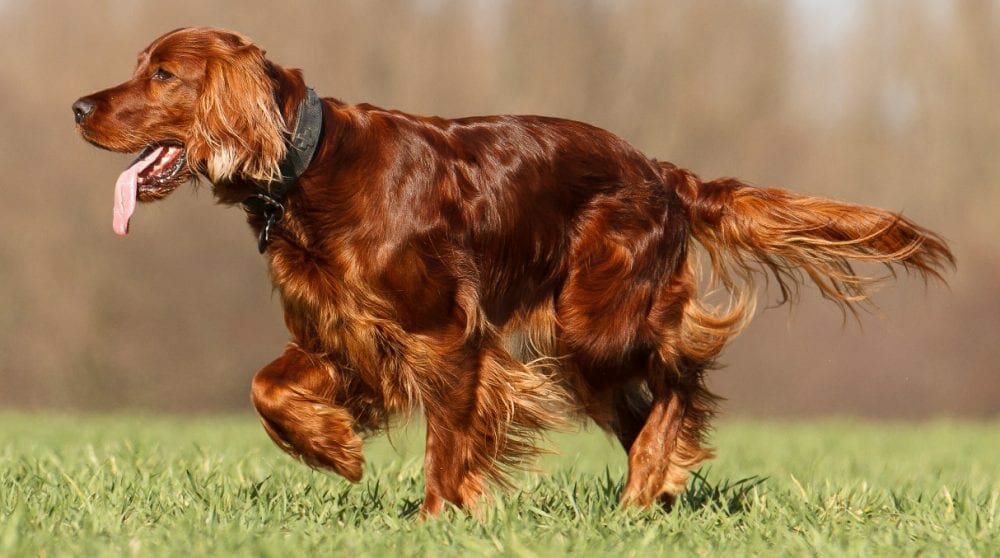 irish setter - irish setter dogs