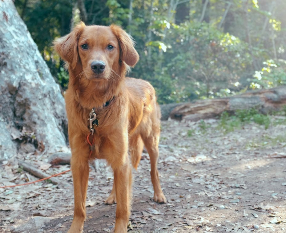 irish setter golden retriever mix - golden irish setter