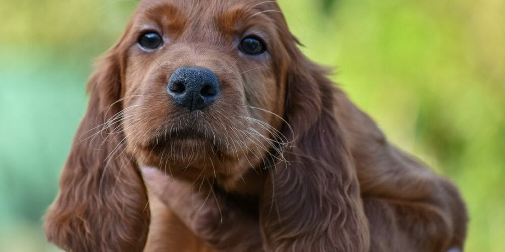 irish setter puppies - irish setter puppy