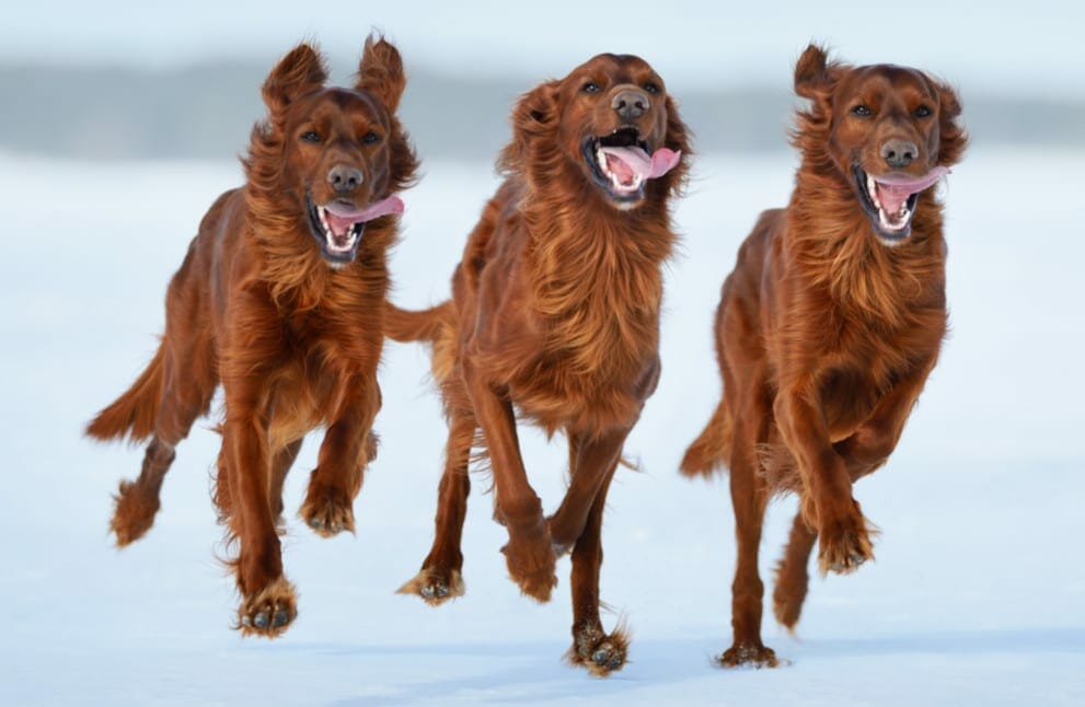 irish setters - irish setter dogs