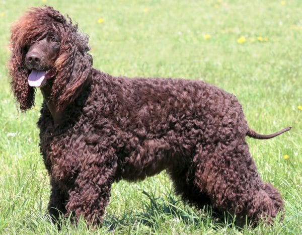 irish water spaniel - what dogs are hypoallergenic