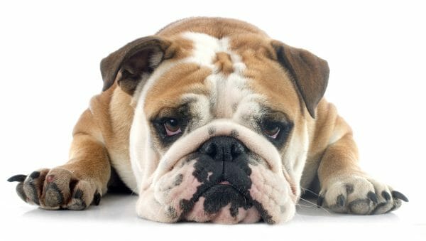 is pyoderma in dogs contagious - superficial pyoderma dog treatment