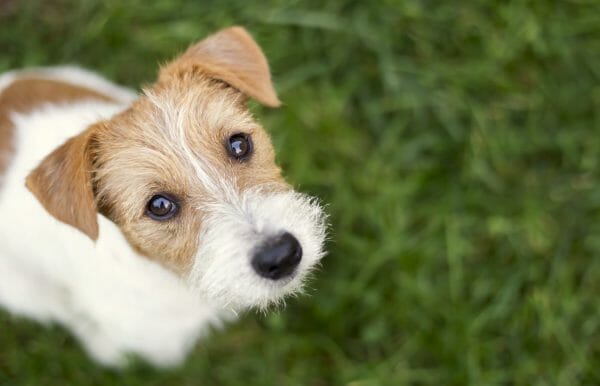 jack russell puppies